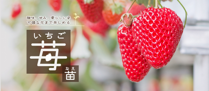 苺苗