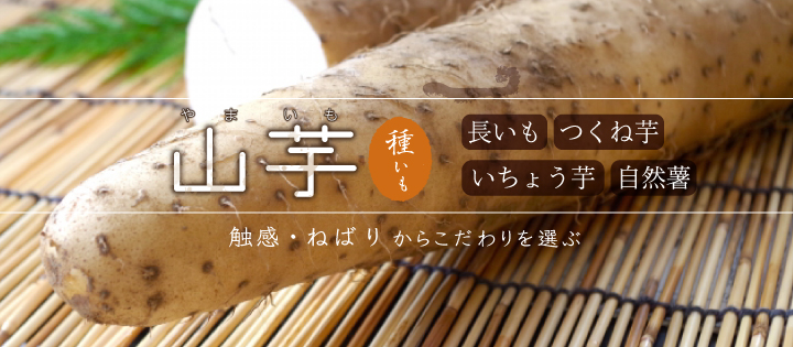 山芋 菜園くらぶ 種と苗と園芸資材の専門店 山芋 菜園くらぶ 種と苗と園芸資材の専門店