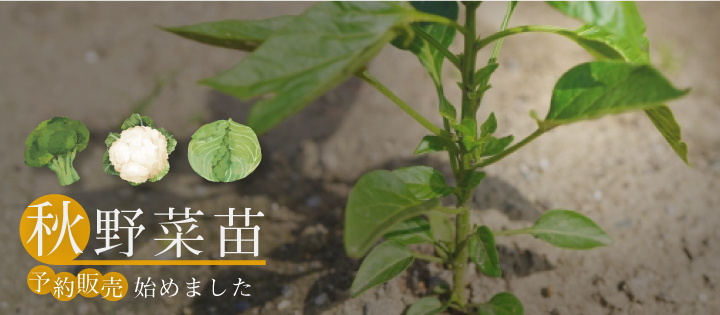 秋野菜苗