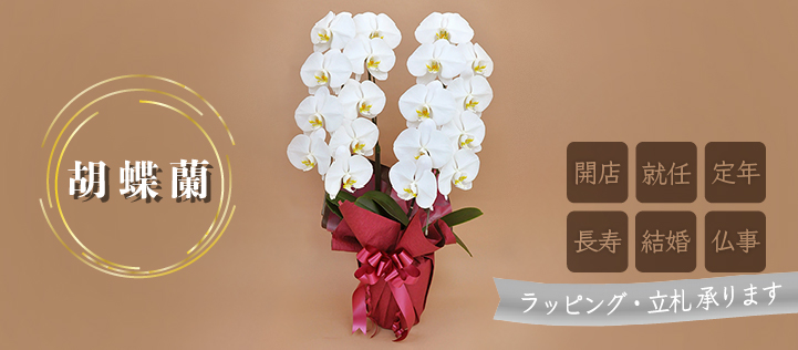 bn_orchid.jpg