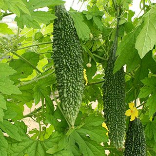 ゴーヤ 種 【にがにがくん】