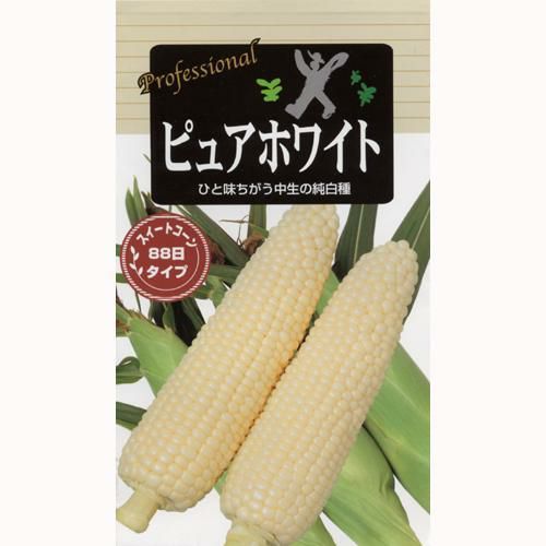 トウモロコシ種 【 ピュアホワイト (とうもろこしの種)