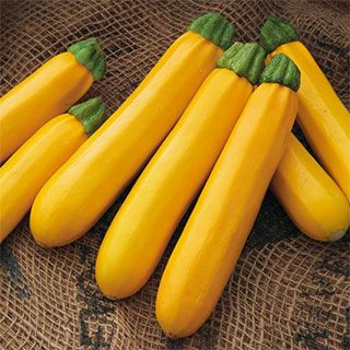 ズッキーニ 種 【 オーラムEX 】 小袋 GF 