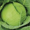 キャベツ 種 【 冬駿河 】 種子