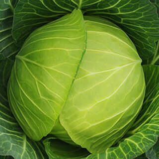 キャベツ 種 【 しずはま１号 】 種子