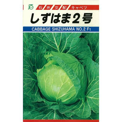 キャベツ 種 【 しずはま２号 】 種子 コートＬ５千粒