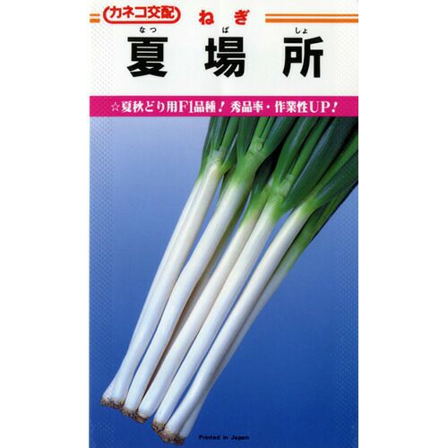 ネギ 種 【 夏場所 】 種子
