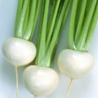 カブ 種 【 CRふじしろ 】 種子 1dl