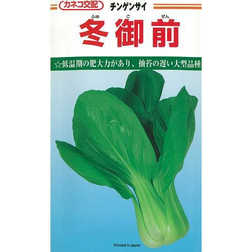 ちんげん菜 種 【 冬御前 】 種子 コート５千粒