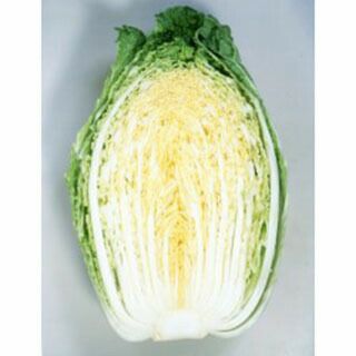 白菜 種 【 黄望峰８０ 】 種子