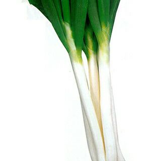 ネギ 種 【 石倉エース 】 種子 2dl