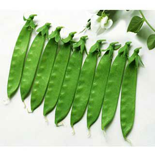 エンドウ 種 【 白花 成増30日 】 35ml ( エンドウの種 )