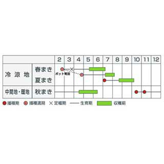 エンドウ 種 【 白花 成増30日 】 35ml ( エンドウの種 )