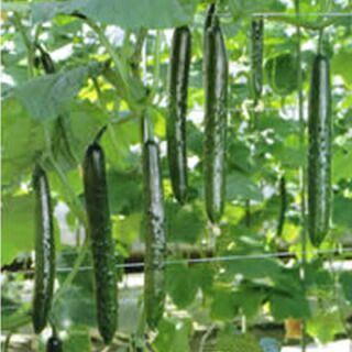 きゅうり 種 【フレスコ100】 350粒