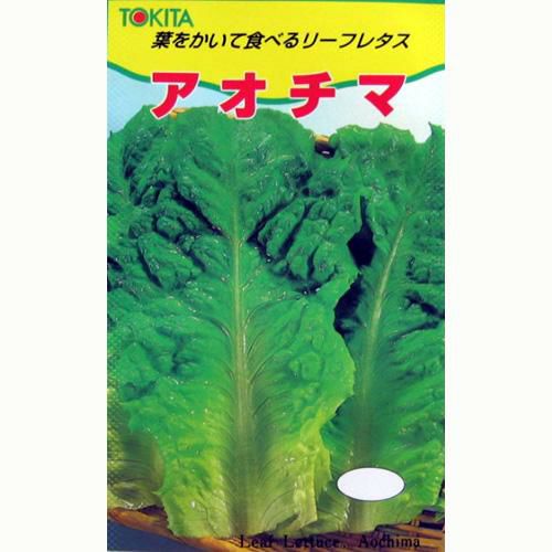 レタス 種 【 アオチマ 】 種子