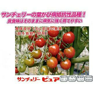 トマト 種 【サンチェリーピュア】 千粒