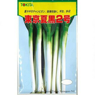 ネギ 種 【 東京夏黒2号 】 種子