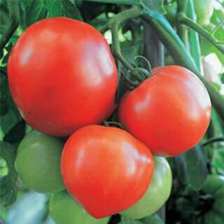 大玉トマト 種 【おおみや１６３】 約30粒