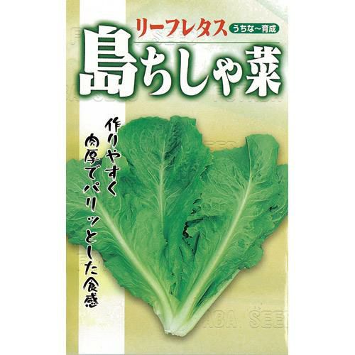 【 沖縄島ちしゃ菜 】 種子 1dl