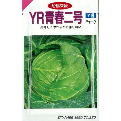 キャベツ 種 【 YR青春二号 】 種子 コート５千粒（Ｌ）