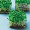 スプラウト 種 【 青しその芽 】 種子