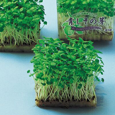 スプラウト 種 【 青しその芽 】 種子
