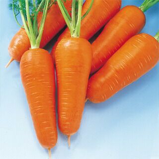 にんじん 種 【 紅あかね 】 種子 2dl