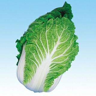 白菜 種 【 国宝６５ 】 種子