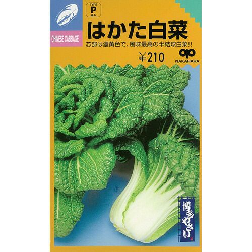 白菜 種 【 はかた白菜 】 種子 2dl