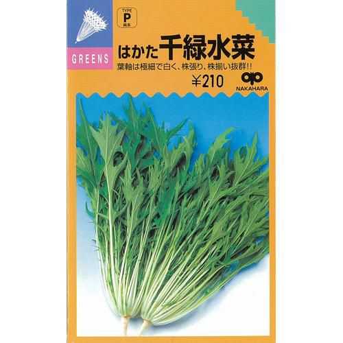 水菜 種 【 早生はかた千緑水菜 】 種子 ５千粒コートＬ