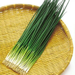 ネギ 種 【 夏彦 】 種子