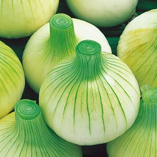 たまねぎ 種 【早生こがね】 小袋