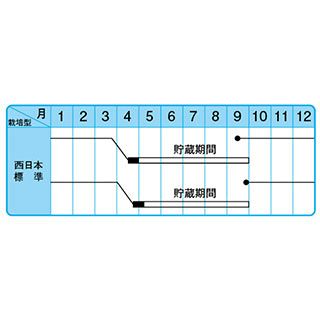 たまねぎ 種 【早生こがね】 小袋