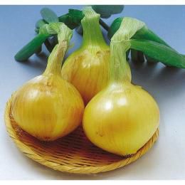 たまねぎ 種 【博多こがねEX】 小袋