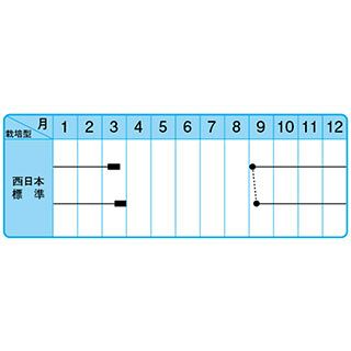 たまねぎ 種 【センチュリー2号】 100ｇ