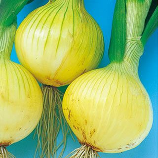 たまねぎ 種 【こはく】 100ｇ