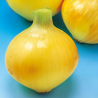 たまねぎ 種 【こはく2号】 小袋