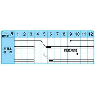 たまねぎ 種 【晩生こがね】 10ｇ