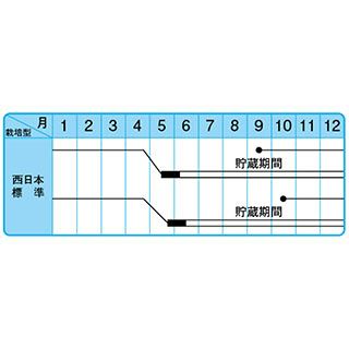 たまねぎ 種 【中生こがね】 10ｇ