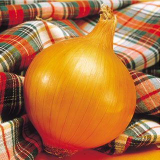 たまねぎ 種 【中生こがね】 100ｇ