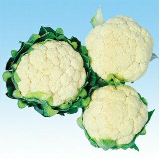 カリフラワー 種 【 ホワイトパレス 】 種子 20ml