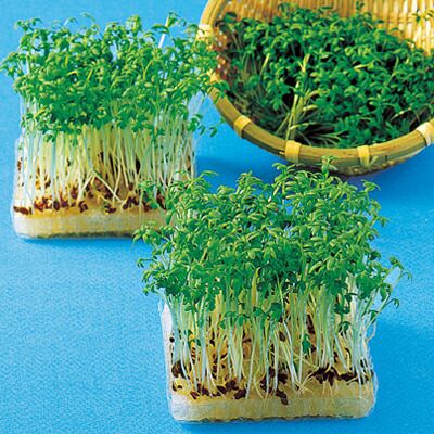 スプラウト 種 【 ガーデンクレス（胡椒草） 】 種子