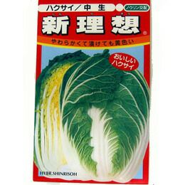 白菜 種 【 新理想 】 種子
