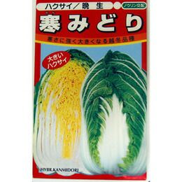 白菜 種 【 寒みどり 】 種子