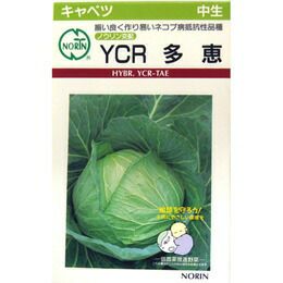 キャベツ 種 【 YCR多恵 】 種子