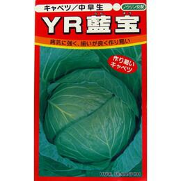 キャベツ 種 【 YR藍宝 】 種子