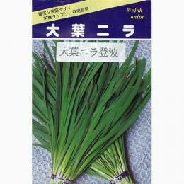 にら 種 【 大葉にら登波 】 種子 1L缶