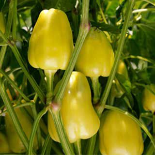 ピーマン 種 【浜ニュークリーム】 約0.7ml