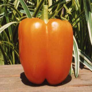 ピーマン 種 【浜ニュークリーム】 約0.7ml