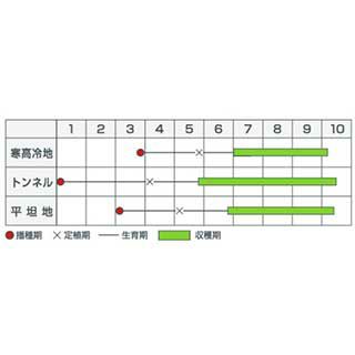 ピーマン 種 【浜ニュークリーム】 約0.7ml